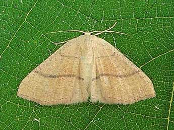 Cyclophora suppunctaria Z. adulte - ©Jrme Albre