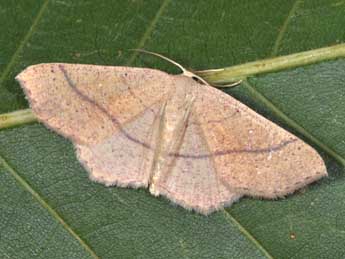 Cyclophora suppunctaria Z. adulte - ©Philippe Mothiron