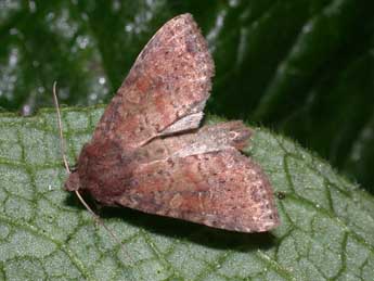 Parastichtis suspecta Hb. adulte - ©Philippe Mothiron