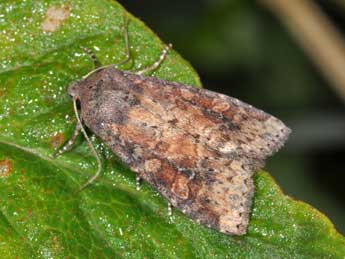 Parastichtis suspecta Hb. adulte - Philippe Mothiron