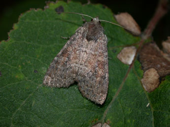 Parastichtis suspecta Hb. adulte - Philippe Mothiron