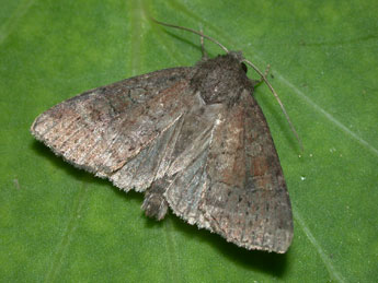 Parastichtis suspecta Hb. adulte - Philippe Mothiron