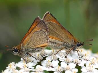 Thymelicus sylvestris Poda adulte - ©Daniel Morel