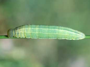  Chenille de Thymelicus sylvestris Poda - ©Tristan Lafranchis