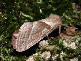 Triodia sylvina L. adulte - ©Philippe Mothiron