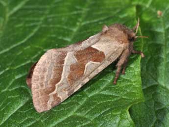 Triodia sylvina L. adulte - Philippe Mothiron