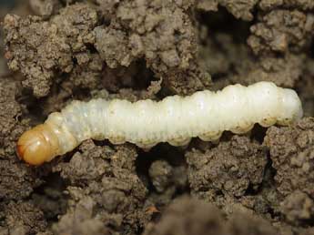  Chenille de Triodia sylvina L. - ©Stphane Grenier