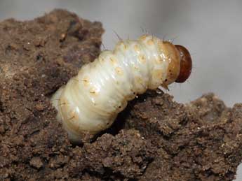  Chenille de Triodia sylvina L. - ©Stphane Grenier