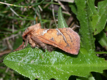 Triodia sylvina L. adulte - ©Philippe Mothiron