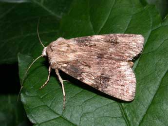 Agrotis catalaunensis Mill. adulte - Philippe Mothiron