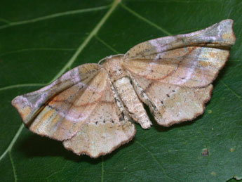 Apeira syringaria L. adulte - ©Philippe Mothiron