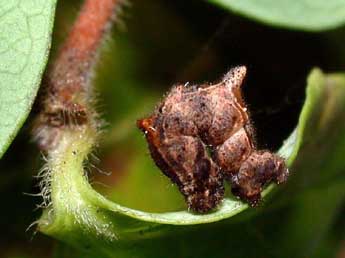  Chenille de Apeira syringaria L. - ©Philippe Mothiron