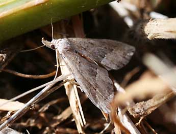 Schrankia taenialis Hb. adulte - Mal Garrin