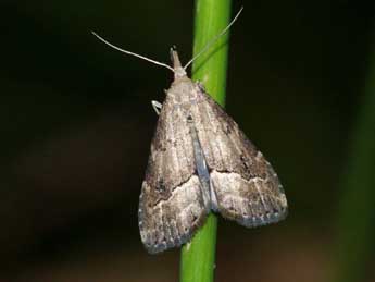 Schrankia taenialis Hb. adulte - Jean-Pierre Favretto