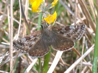 Erynnis tages L. adulte - Philippe Mothiron