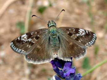 Erynnis tages L. adulte - Philippe Mothiron