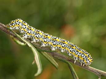  Chenille de Cucullia tanaceti D. & S. - ©Daniel Morel