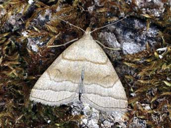 Herminia tarsicrinalis Knoch adulte - ©Daniel Morel