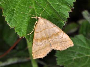 Herminia tarsicrinalis Knoch adulte - ©Philippe Mothiron