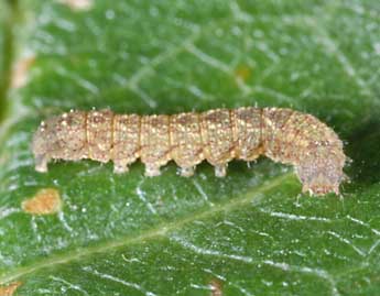  Chenille de Herminia tarsicrinalis Knoch - Alexis Borges