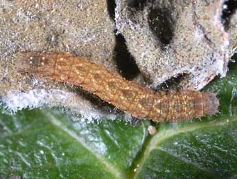  Chenille de Herminia tarsicrinalis Knoch - ©Alexis Borges