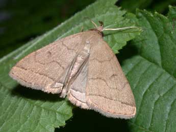 Herminia tarsipennalis Tr. adulte - Philippe Mothiron