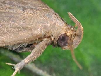 Herminia tarsipennalis Tr. adulte - Philippe Mothiron