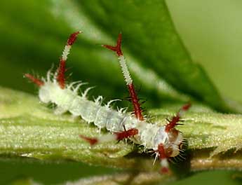  Chenille de Aglia tau L. - ©Daniel Morel