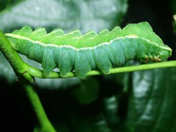  Chenille de Aglia tau L. - ©Philippe Mothiron