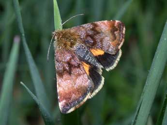 Panemeria tenebrata Scop. adulte - ©Philippe Mothiron