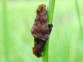 Panemeria tenebrata Scop. adulte - Jrmy Lebrun