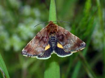 Panemeria tenebrata Scop. adulte - ©Philippe Mothiron