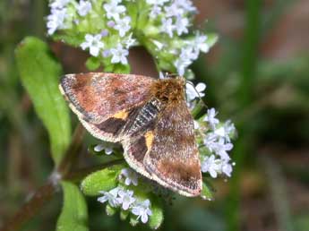 Panemeria tenebrata Scop. adulte - Philippe Mothiron