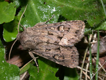 Luperina testacea D. & S. adulte - Philippe Mothiron