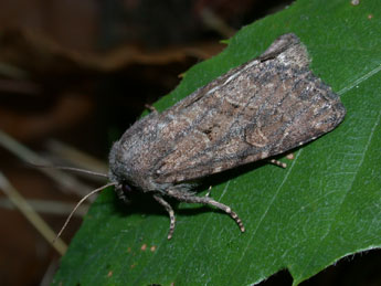 Luperina testacea D. & S. adulte - ©Philippe Mothiron