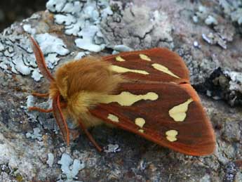 Arctia testudinaria Frc. adulte - ©Daniel Morel