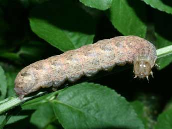  Chenille de Lacanobia thalassina Hfn. - ©Serge Wambeke