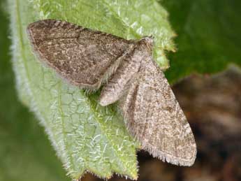 Eupithecia thalictrata Png. adulte - ©Daniel Morel