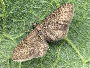 Eupithecia thalictrata Png. adulte - ©Daniel Morel