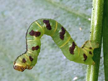  Chenille de Eupithecia thalictrata Png. - Daniel Morel