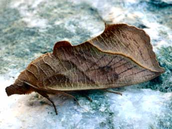 Calyptra thalictri Bkh. adulte - ©Daniel Morel