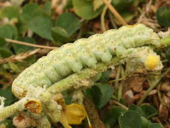  Chenille de Cucullia thapsiphaga Tr. - ©Daniel Morel