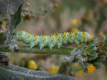  Chenille de Cucullia lychnitis Rbr - Philippe Mothiron