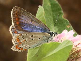 Polyommatus thersites Cant. adulte - ©Daniel Morel