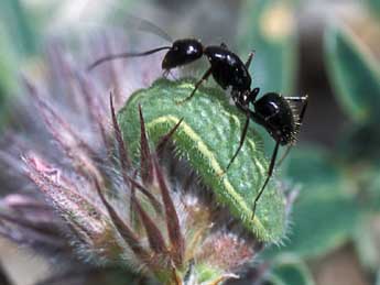  Chenille de Polyommatus thersites Cant. - Tristan Lafranchis