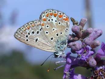 Polyommatus thersites Cant. adulte - ©Philippe Mothiron