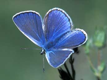 Polyommatus thersites Cant. adulte - ©Tristan Lafranchis