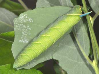  Chenille de Mimas tiliae L. - Philippe Mothiron