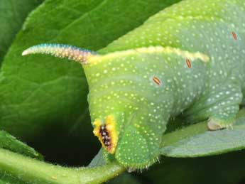  Chenille de Mimas tiliae L. - Philippe Mothiron