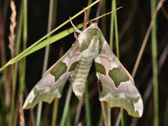 Mimas tiliae L. adulte - Philippe Mothiron